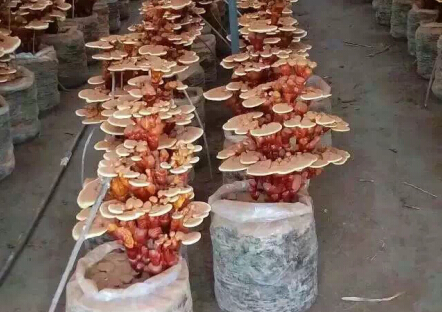 陕西:杨凌活体灵芝盆景陆续上市