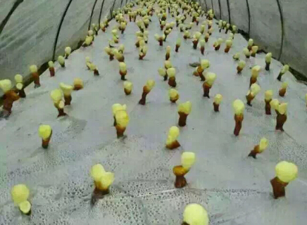 陕西杨凌活体灵芝盆景陆续上市