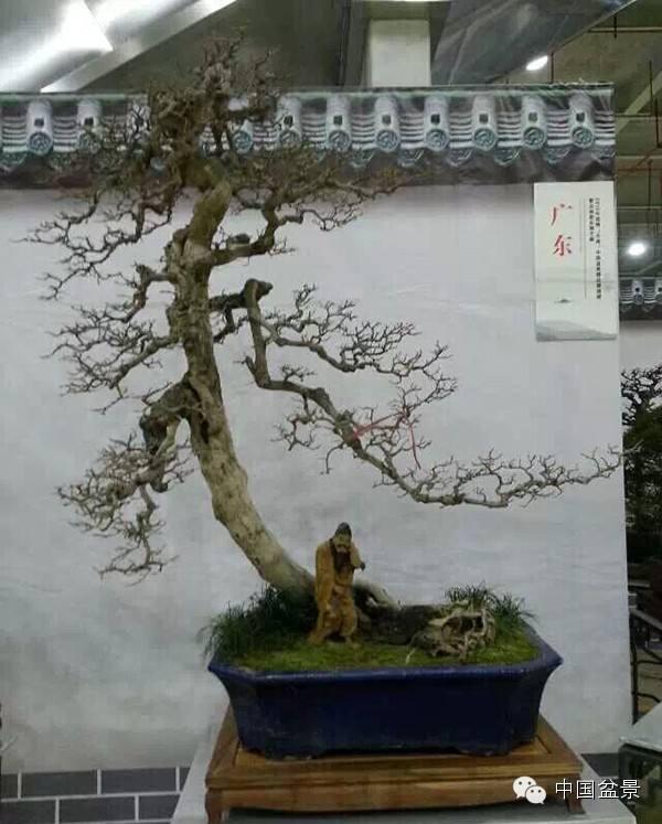 婀娜多姿的音乐&ldquo;盆景&rdquo;