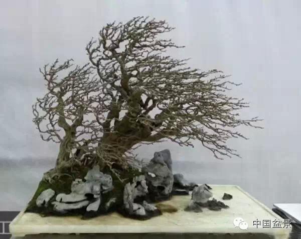 西安:巨资速扮“花城”不过是一种“形象盆景”