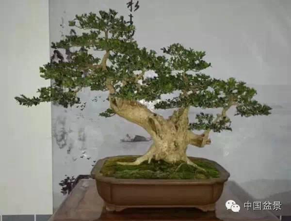 如皋盆景在西安唐苑第四届唐风盆景展荣获金奖