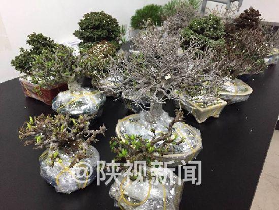 西安咸阳机场出入境检验检疫局查扣22盆日本盆景