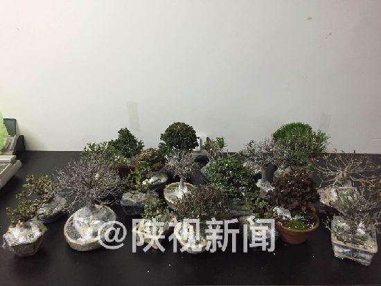 西安咸阳机场出入境检验检疫局查扣22盆日本盆景