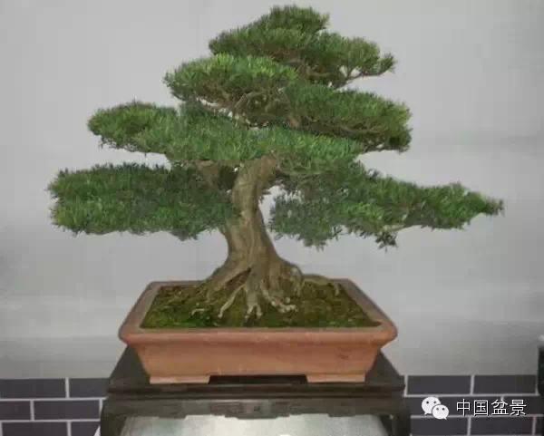  陕西盆景始于唐代