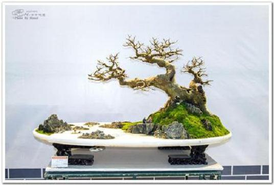 陕西首届盆景艺术展