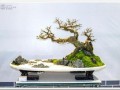 陕西首届盆景艺术展