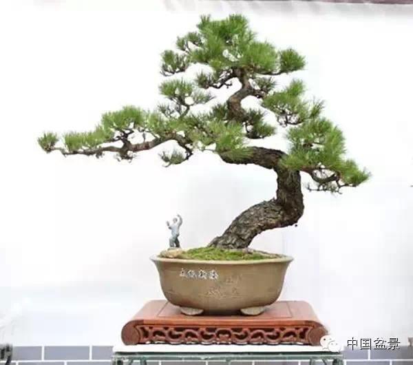 陕西镇安县成立花木盆景协会