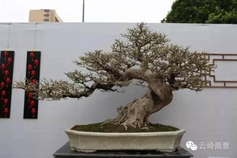 陕西省安康市闭幕的第八届中国盆景展览会