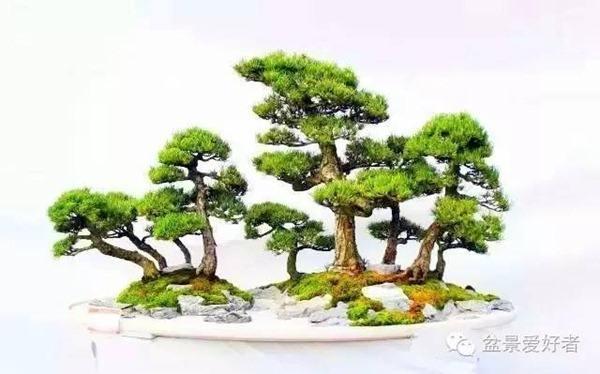 陕西盆景艺术协会成立