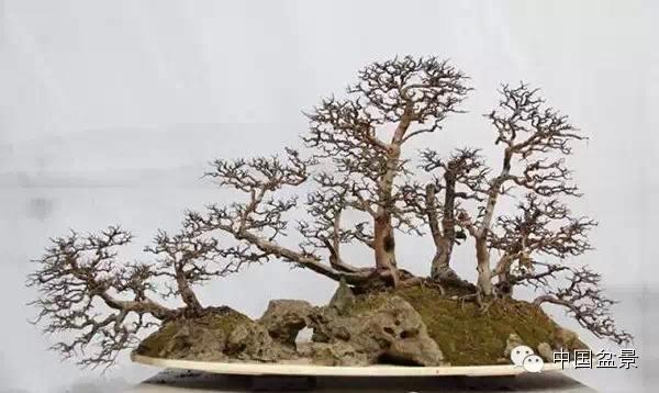 陕西：宁陕县举办首届花卉盆景根雕展