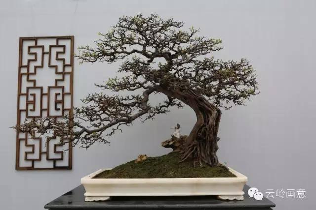 西安盆景艺术展