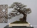 西安盆景艺术展