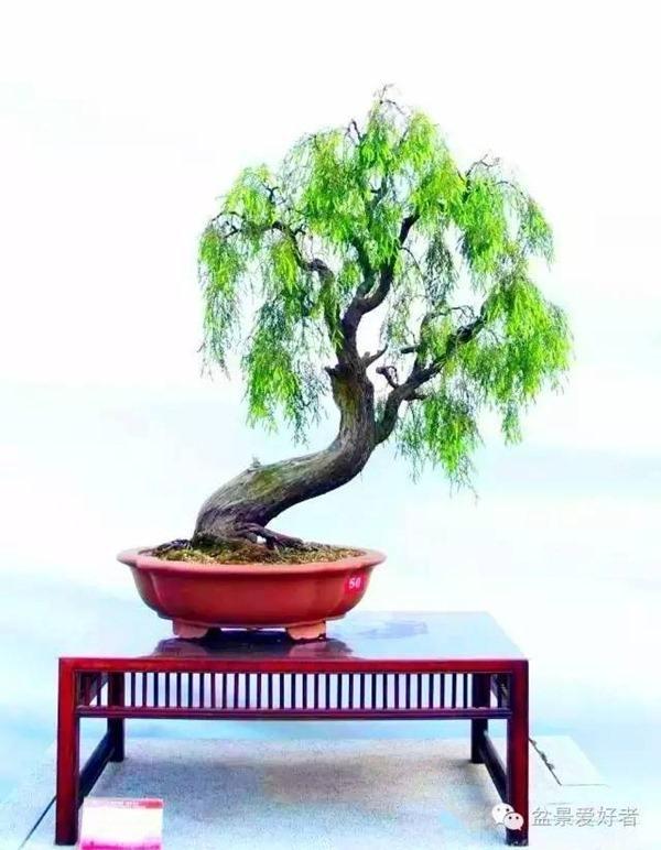 西安立交桥下百颗新栽盆景树 两月就夭折