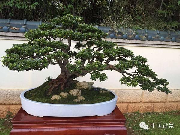 到安康看中国盆景展览