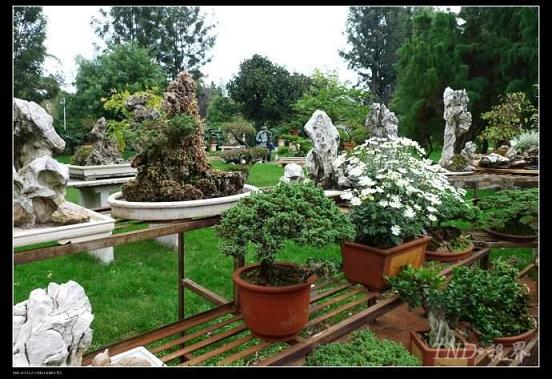 第八届中国盆景展下月在安康举办