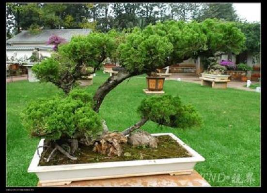 安康金州广场900件盆景等你赏