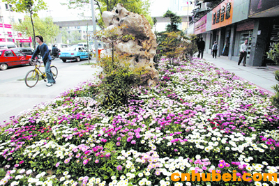 盆景艺术点靓江城街头(图)