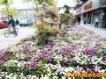 盆景艺术点靓江城街头（图）