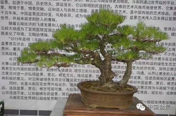 江城盆景奇石园6月建成