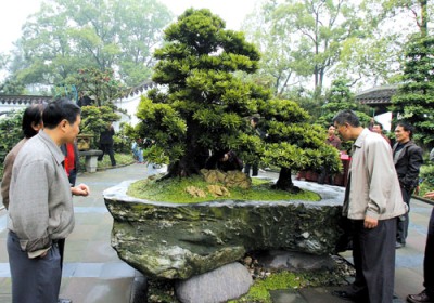 国家级盆景王亮相南山植物园 价值百万元(图)