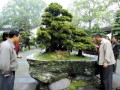 国家级盆景王亮相南山植物园 价值百万元 图片
