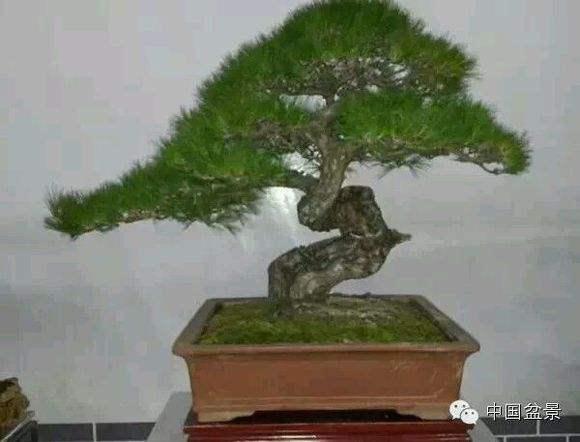 天价盆景扮靓南山