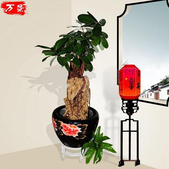 南山欣赏盆景动物园看舞龙