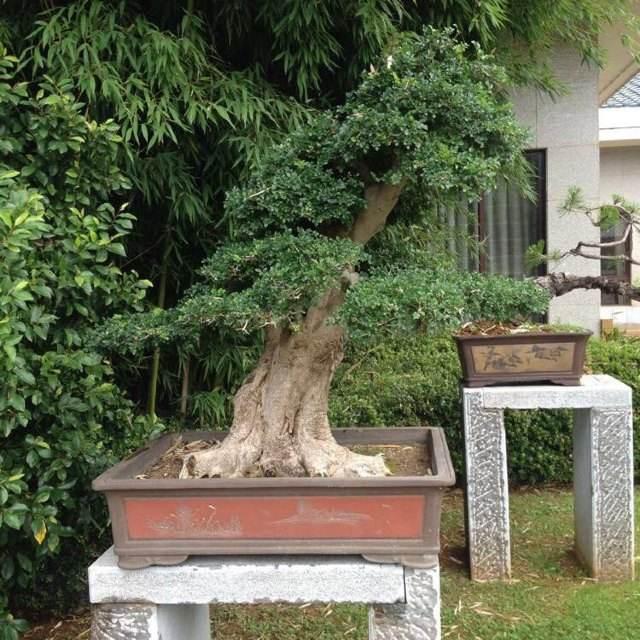 南山打造高档盆景一条街