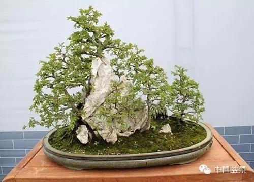 “触网”销售 南山盆景销往全国各地