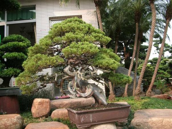 中国（陈村）国际盆景赏石博览会后日开幕