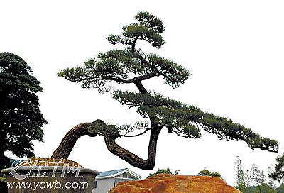 第二届中国（陈村）盆景赏石博览会30日开幕