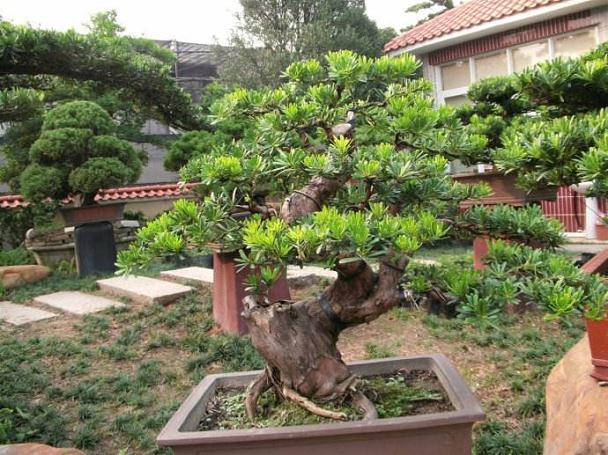 陈村盆景博览会开幕