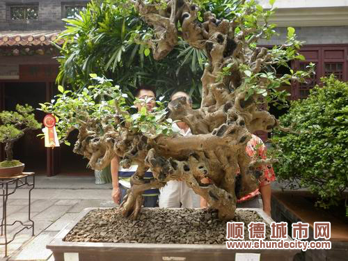 国庆 到陈村看风情万种的盆景