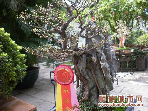 国庆 到陈村看风情万种的盆景