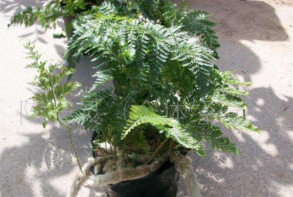 鹤山市花木盆景协会开展调研和党建结对共建活动