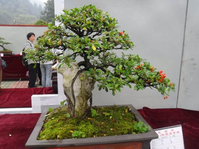 韩国“愚公”教中国人种盆景