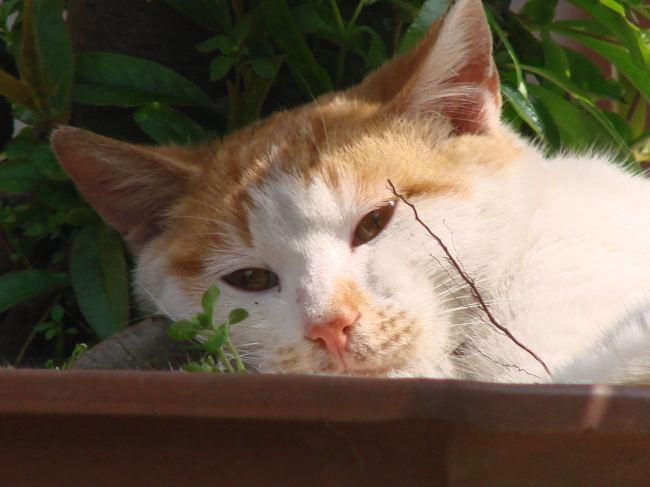 圣诞“猫咪盆景”吓坏美国人