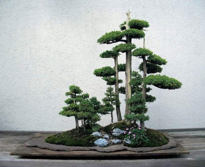 台湾一民众携盆景返台面临判刑 岛内尚属首例