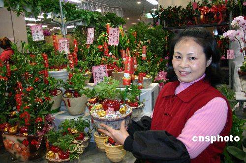 图台湾业者推萝卜盆景迎新春