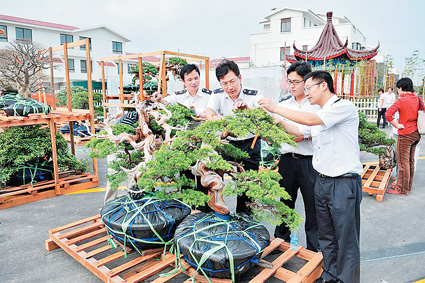 江苏省首次进口台湾盆景运抵常