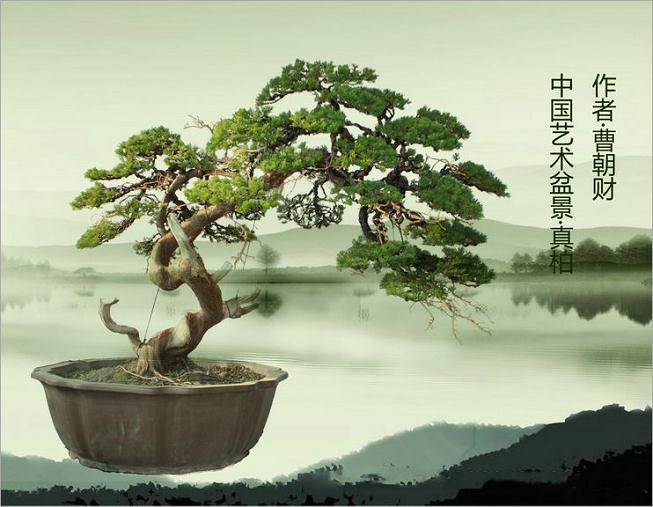 台湾科博馆盆景特展 200年榉树现身