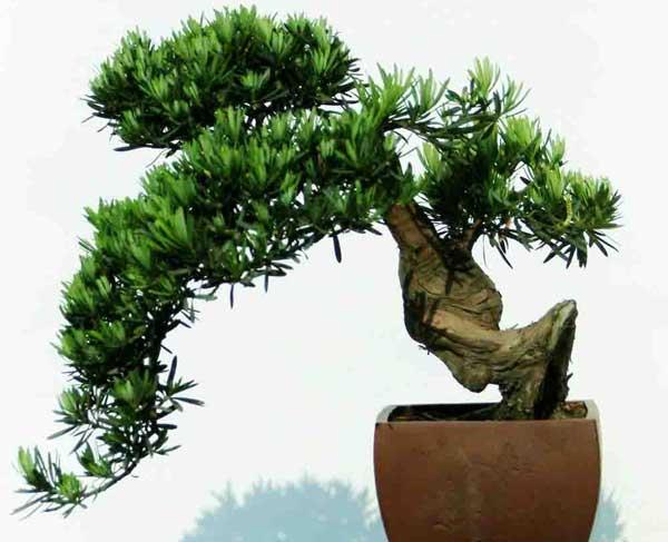 2017年罗汉松价格多少?