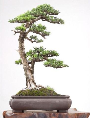 顺德口岸首次从日本进口罗汉松中截获短颈剑线虫