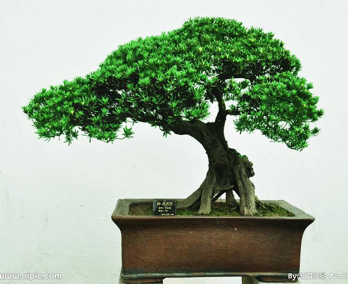 首批名贵日本罗汉松落户花卉大世界 价值百万