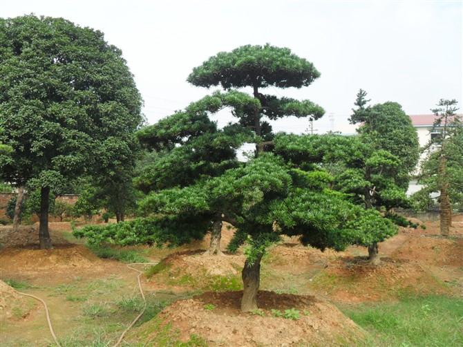 深圳口岸自日本罗汉松中检出重要害虫