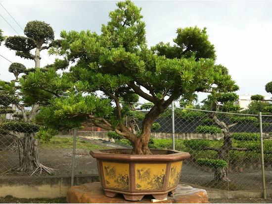 珠海市海岛罗汉松频遭非法采挖 法人员布网拦截