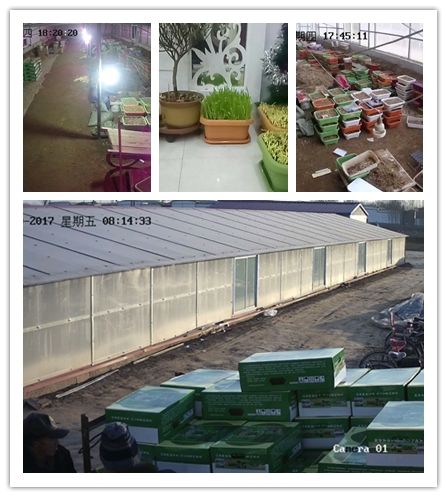 今天是小年了，黄韭盆景销售态势依然如初，非常感谢大伙的支持