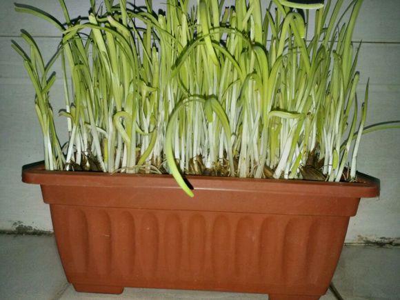 小小一盆黄韭盆景，竟能卖出100元的价格！