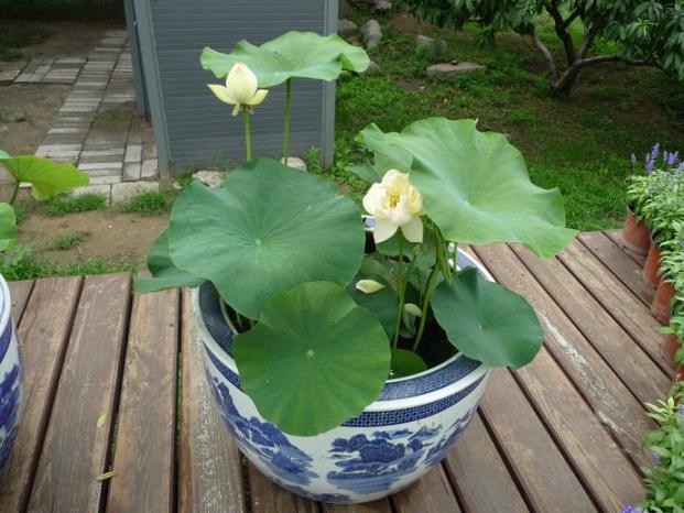 北京景山公园举办荷花暨盆景艺术展