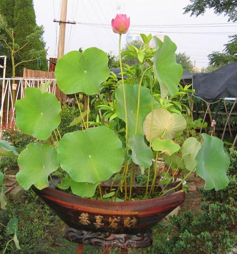 景山公园荷花暨盆景艺术展开幕（图）